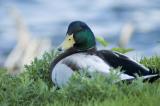 Chilled Duck