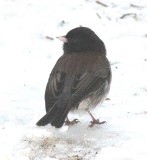 Cassiar-type Dark-eyed Junco  426