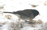 Cassiar- type Dark-eyed Junco  426
