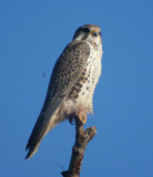 Prairie Falcon  129