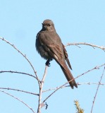 Townsends Solitaire  349