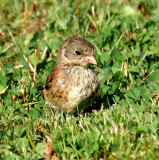 Oregon Dark-eyed Junco  426