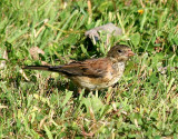 Oregon Dark-eyed Junco  426