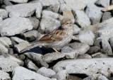 Chipping Sparrow  406