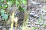 Spruce Grouse  52