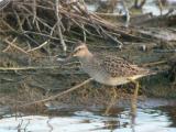 Stilt Sandpiper 178