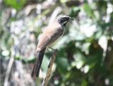 Black-throated Sparrow 411