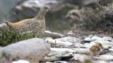 White-tailed Ptarmigan w/ chick 53