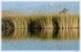 Okavango delta reeds