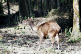 Young Deer.jpg