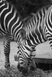zoo zebras.jpg