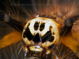 LP80128 Skull Face Caterpillar.jpg