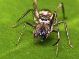 PRP80129009 Ant Mimic Spider.jpg