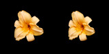 mm-2090730-Flowers-13-16a.jpg