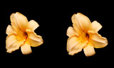 mx-2090730-Flowers-13-16a.jpg