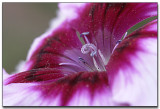 Stamen and pistils of a morning glory.