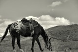 Sheep Herders Ride . . .