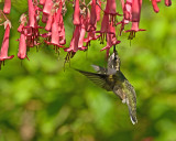 Hummingbirds and a variety of blooms 2008