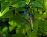 Salvia Guaranitica Black and Blue IMGP0895.jpg