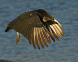 Black Vulture IMGP1378.jpg