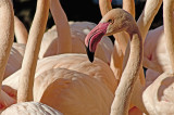 Flamingo IMGP2119.jpg