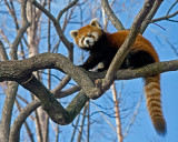 Red Panda IMGP1975.jpg
