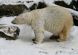 Polar Bear IMGP2193.jpg