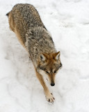 Mexican Wolf IMGP2661.jpg