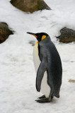 Penguin IMGP2517.jpg