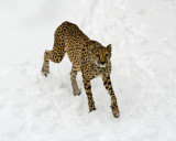 Cheetah in the snow IMGP2249.jpg