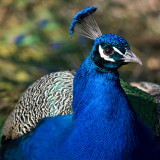 Peacock IMGP3059.jpg