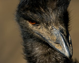 Emu IMGP2991.jpg