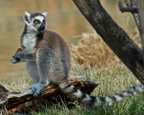 Ring-tailed Lemur - Indianapolis Zoo IMGP3460.jpg