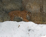 Malayan Tiger Snow aIMGP2569.jpg