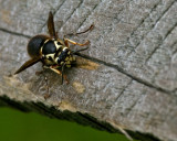 Bald-faced Hornet IMGP5560.jpg