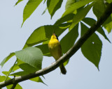 Common Yellowthroat IMGP5604.jpg