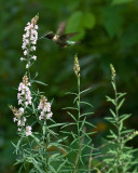 Male on Linaria IMGP6147.jpg