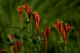 Spigelia marilandica - Indian Pink IMGP6305a.jpg