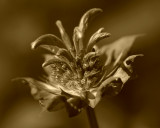 Monarda Raspberry Wine Sepia IMGP7239a.jpg