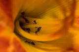 Ants in a Tiger Lily IMGP7351.jpg