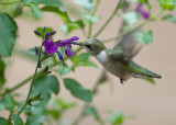 Salvia Mesa Purple IMGP7522.jpg