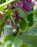 Royal Queen Purple Iochroma cyanea IMGP7830.jpg