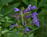 Nepeta - Blue Dragon - Catmint IMGP7794.jpg