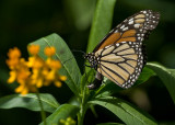 Monarch ovipositing on asclepias curassavica IMGP8275.jpg