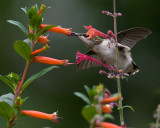 Cuphea via Agastache IMGP8413.jpg