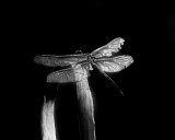 Dragonfly IMGP0899.jpg