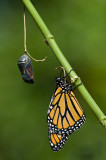 Monarch and chrysalis IMGP2101.jpg