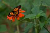 Monarch on tithonia IMGP2761.jpg