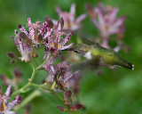 Tricyrtis hirta - Toad Lily IMGP3300.jpg