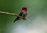 Adult Male Ruby-throated Hummingbird IMGP6658.jpg